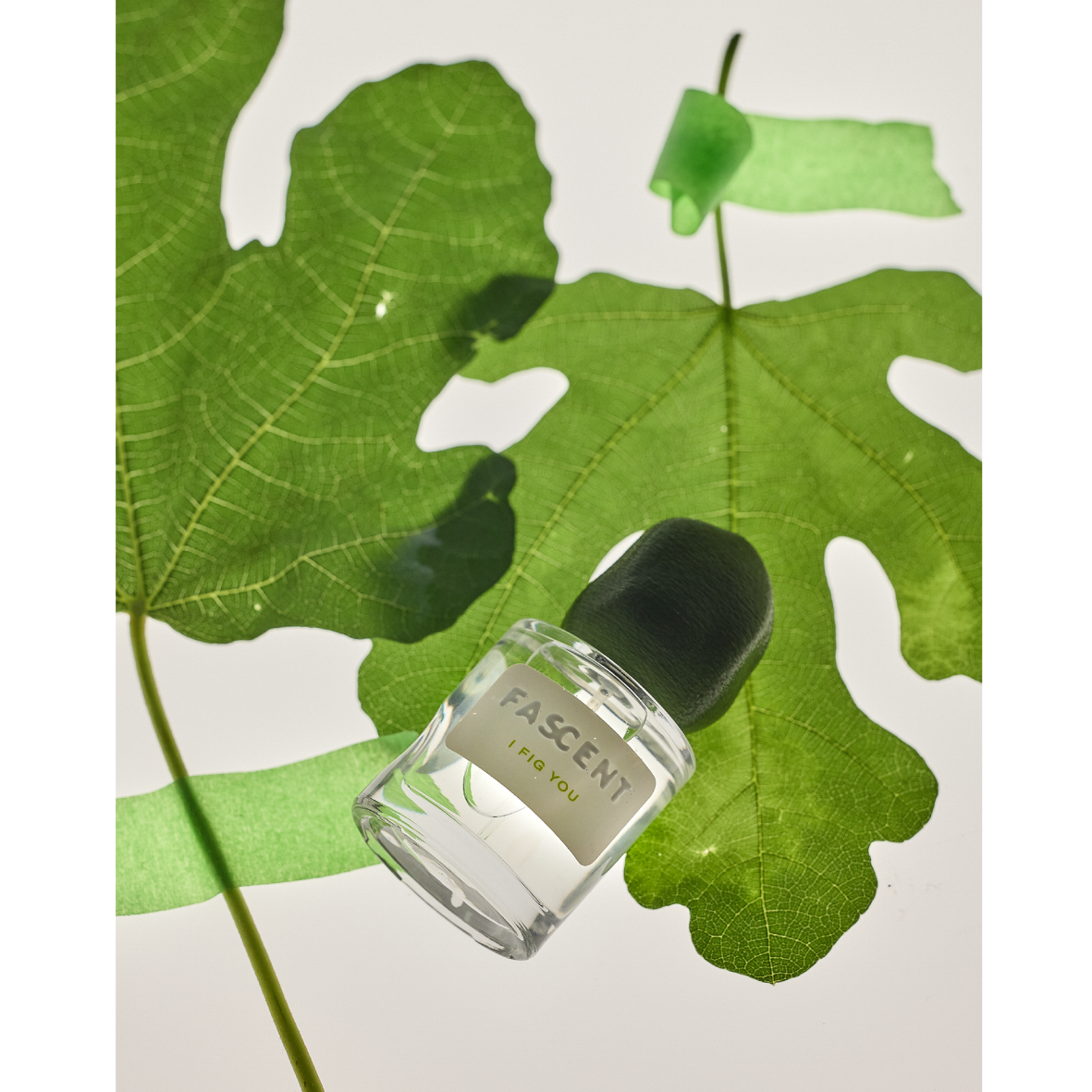 I Fig You FASCENT – vue complémentaire 2