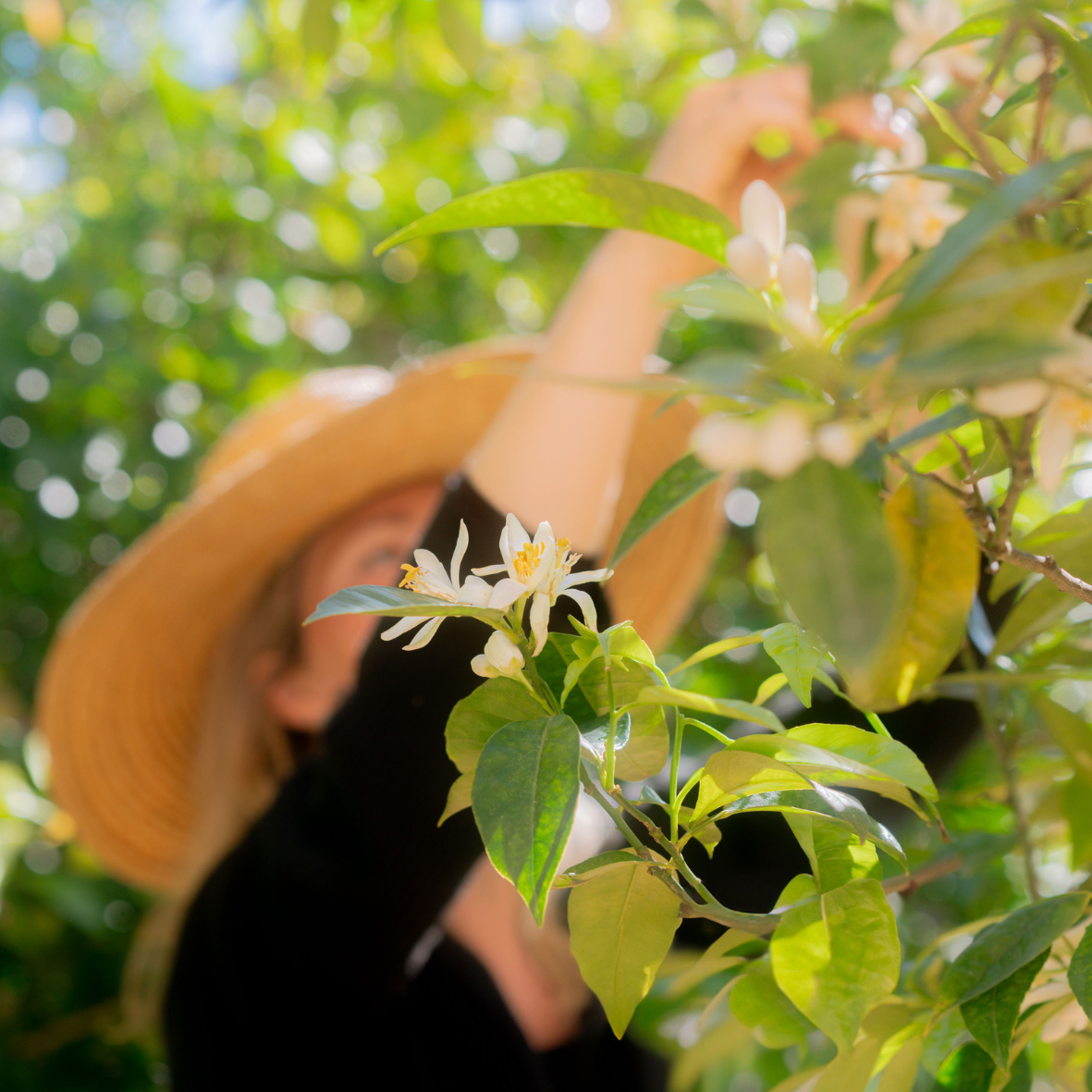 Eau Botanique de Fleur d'Oranger